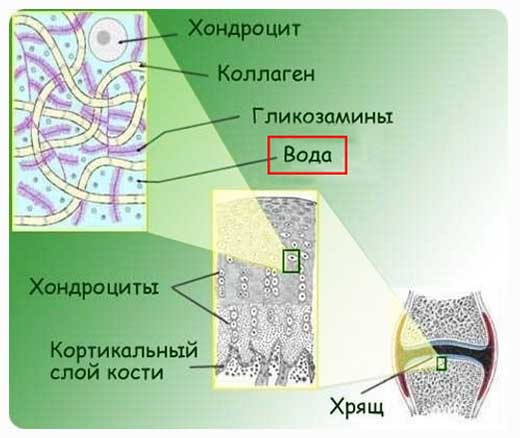 Сустав ткань. Схема строения хрящевой ткани. Строение хряща. Структура хряща. Структура суставного хряща.